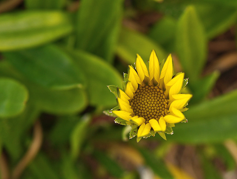 SPRINGBLOOM
