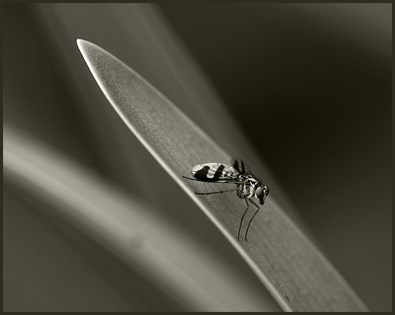 BUGSEE