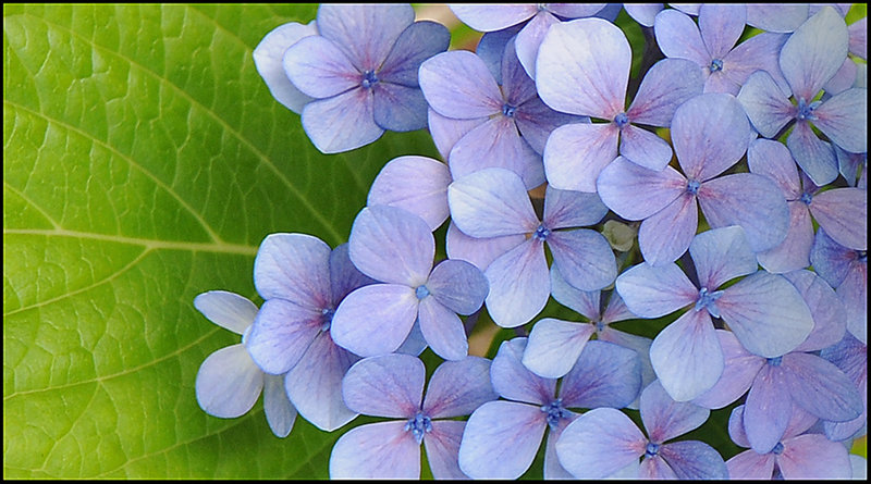 PaW 1  HYDRANGEA