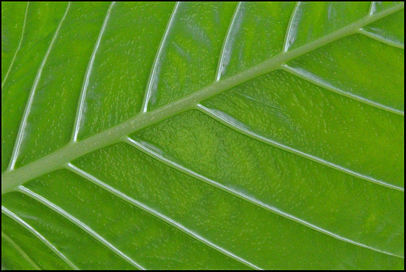 leafwrap