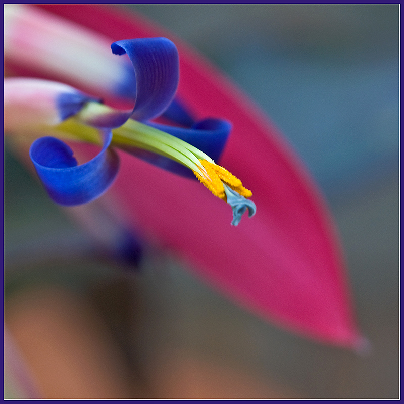 bromeliad
