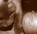 Kitty nose with appel