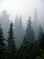 Misty Forest.jpg