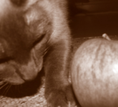 Kitty nose with appel