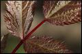 Astilbe Foliage