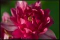 Red Clementine Columbine