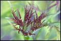 Sambusuc (Elderberry) Foliage