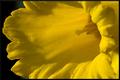 Daffodil