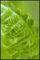 Fern Emerging II