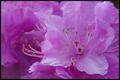 P.J.M. Rhododendrum