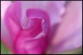 Magnolia Petal Edges