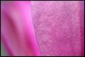 Magnolia Petal Abstract