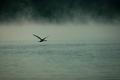 Irondequoit Bay Goose