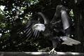 Northern Bald Eagle