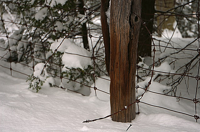 Webster Park Fence Line