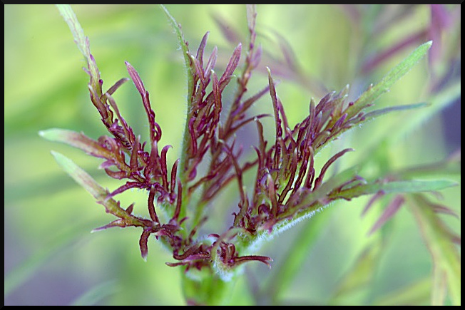 Sambusuc (Elderberry) Foliage