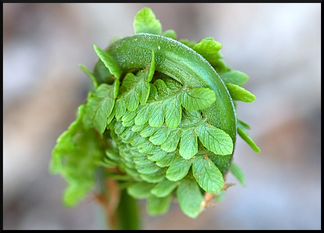 Fern Emerging I