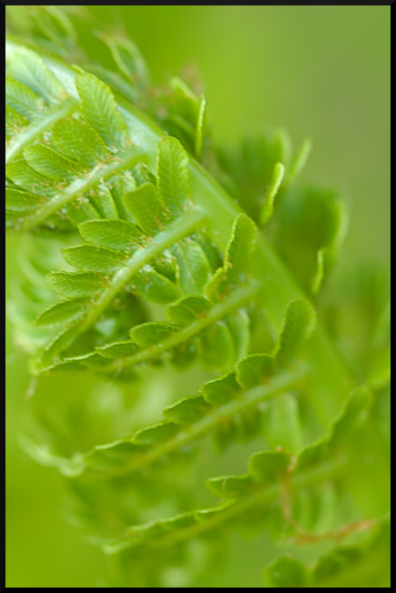 Fern Emerging II