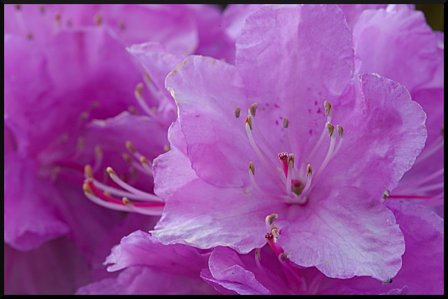 P.J.M. Rhododendrum