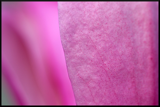 Magnolia Petal Abstract