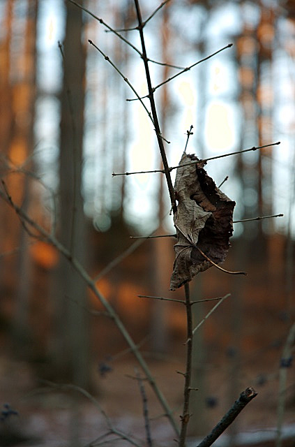 Suspended I (8x10)