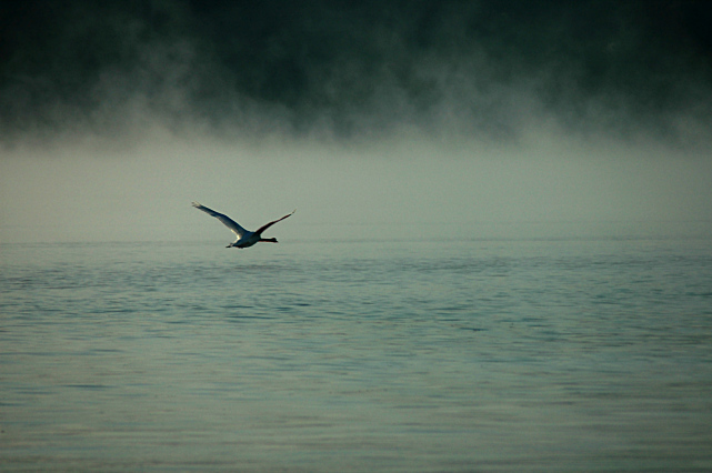 Irondequoit Bay Goose