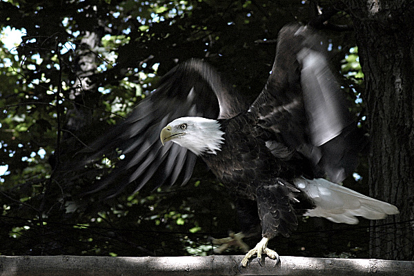 Northern Bald Eagle