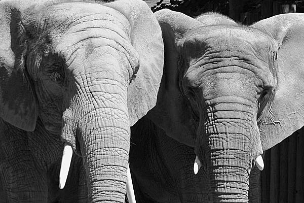 South African Bush Elephants