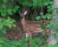 Curious Deer