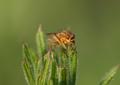 Horsefly