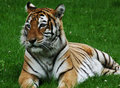 Little Tiger