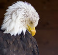 Punky Eagle