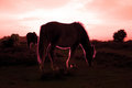 Horse Sunset