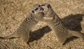 Meercat Fight