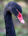 Black Swan 2