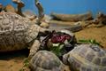 Feeding Time