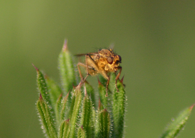 Horsefly