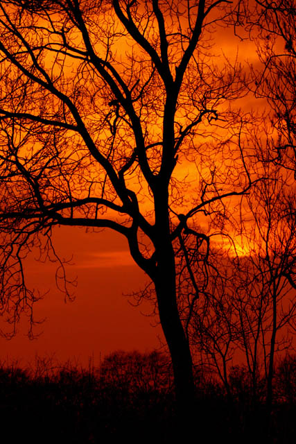 Tree Winterslow