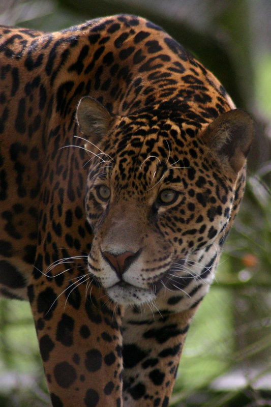 Leopard