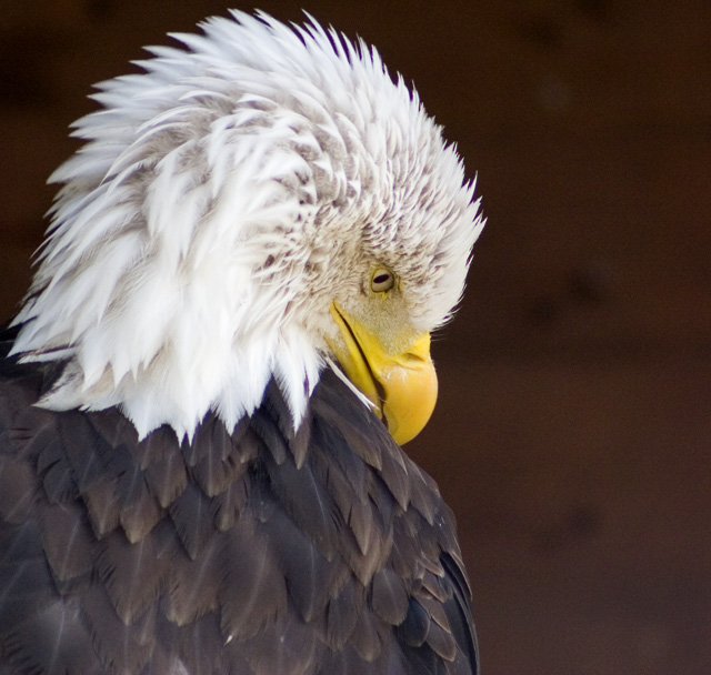 Punky Eagle