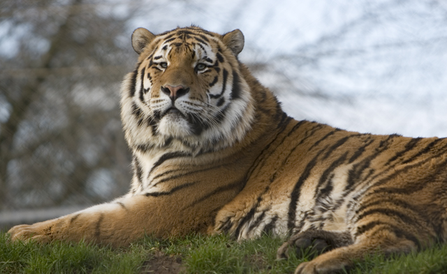Tiger 2