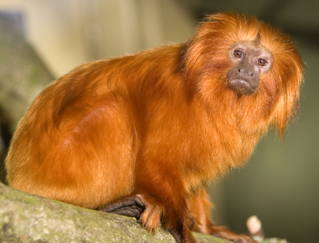 Monkey