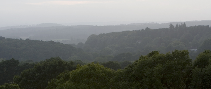 NF1_Mist and Trees.jpg