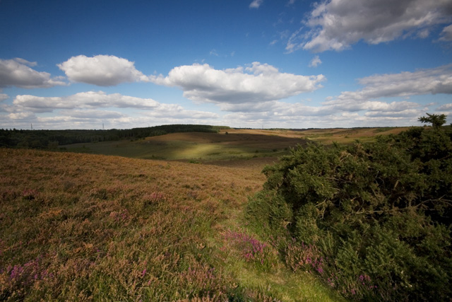 Fields of the Forest