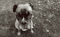 Cookie-pleeeease.jpg