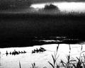 Ducks in the Dusk.JPG