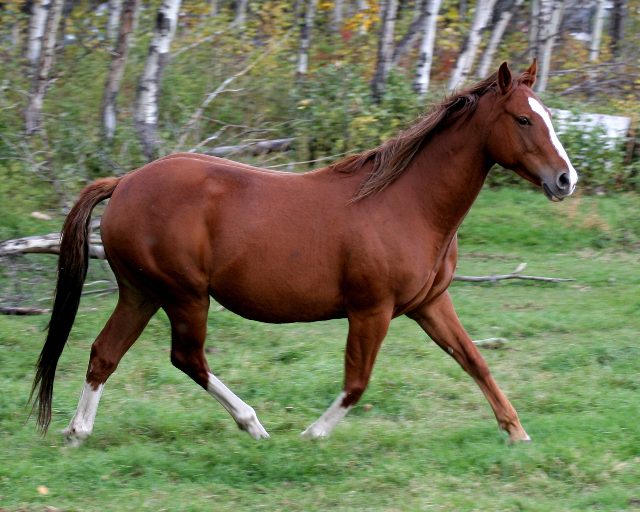 Horse 1.JPG