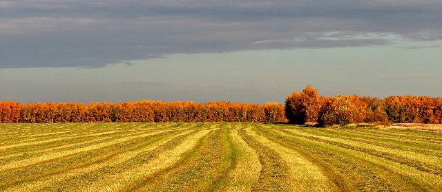 Golden Evening.JPG