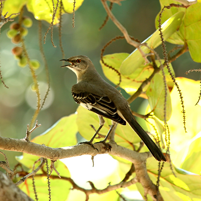 Bird-1.jpg
