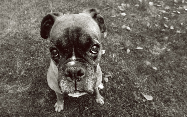 Cookie-pleeeease.jpg